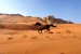 Arabian v poušti